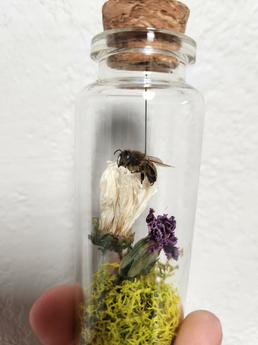 Bee Jars